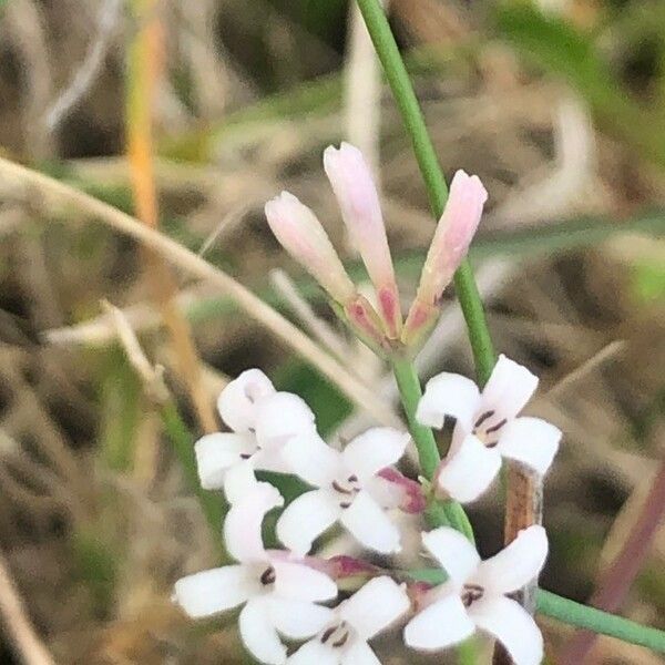 Cynanchica aristata Flower