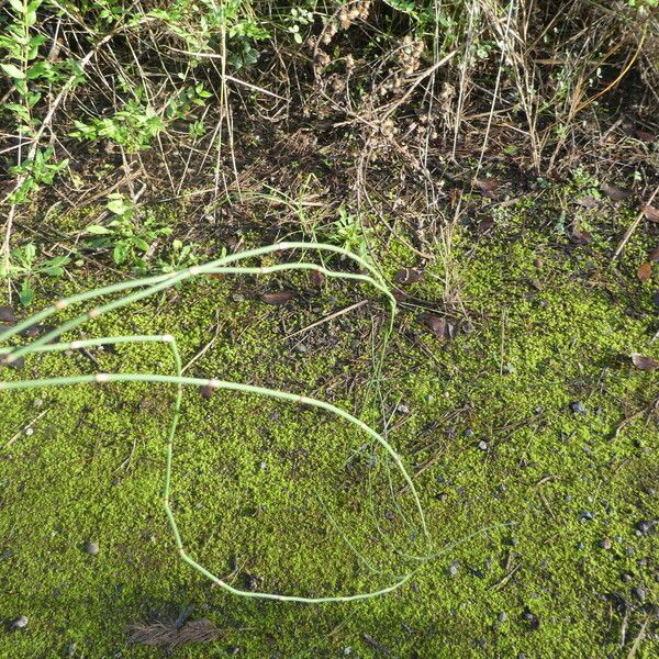 Equisetum ramosissimum Folha