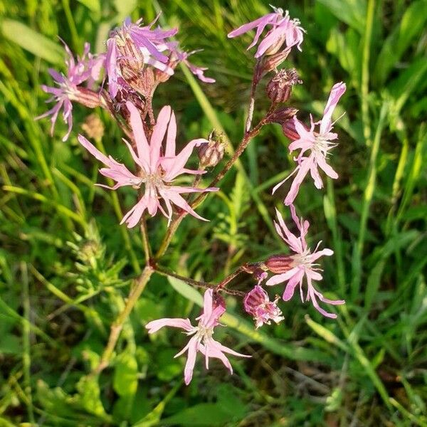 Lychnis flos-cuculi Flor