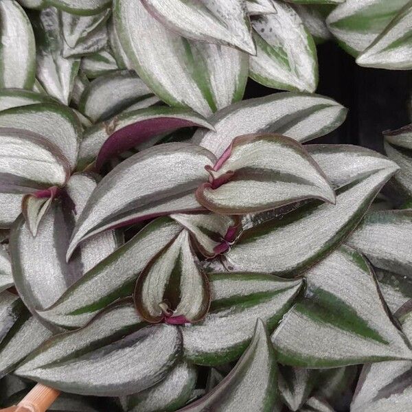 Tradescantia zebrina आदत