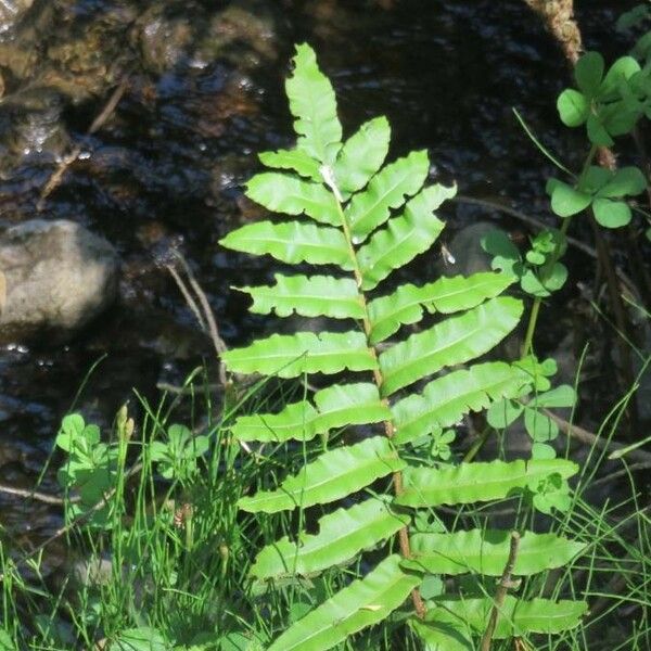 Blechnum cordatum 葉