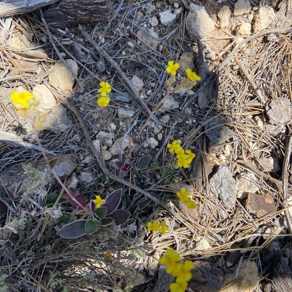 Helianthemum cinereum फूल