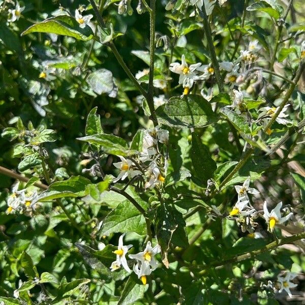 Solanum douglasii 葉