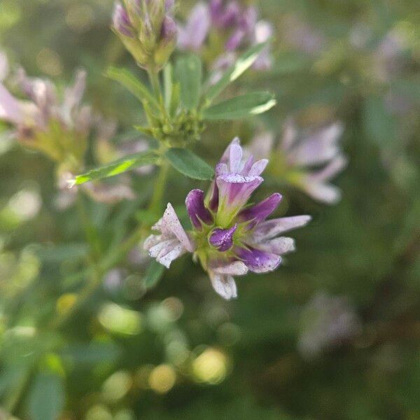 Medicago × varia Flor