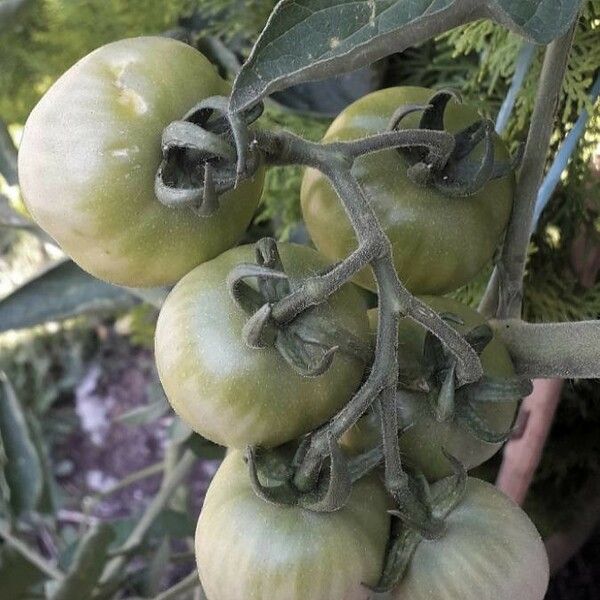 Solanum lycopersicum Fruit