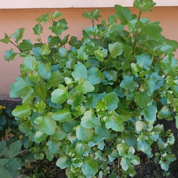 Senecio angulatus Blad