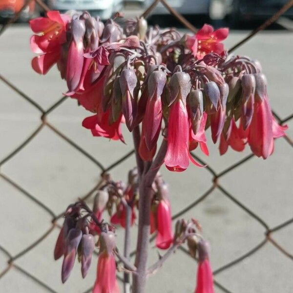 Kalanchoe delagoensis ᱵᱟᱦᱟ