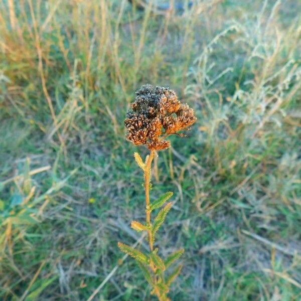 Achillea ageratum 花