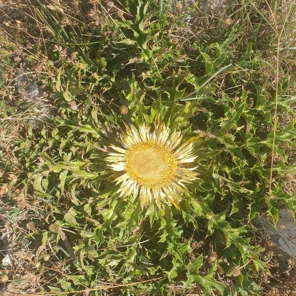 Carlina acanthifolia Leaf