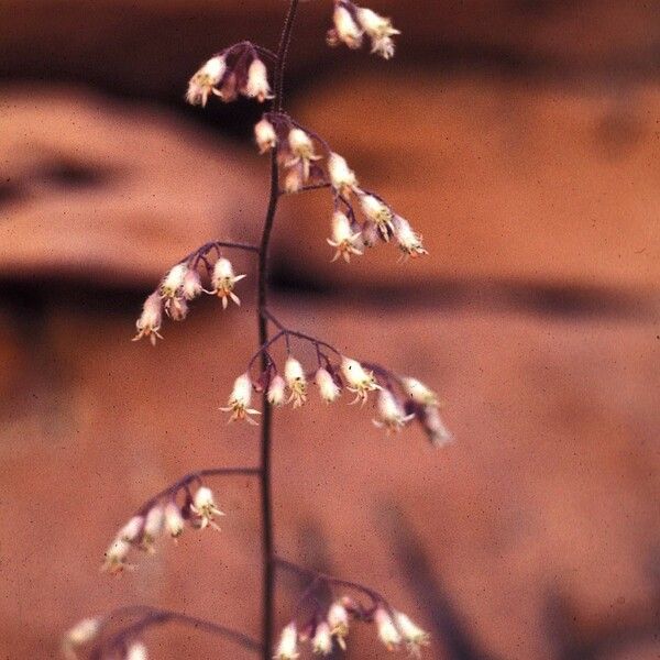 Heuchera rubescens Kvet