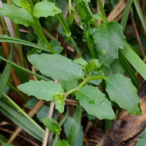 Lobelia purpurascens Folha