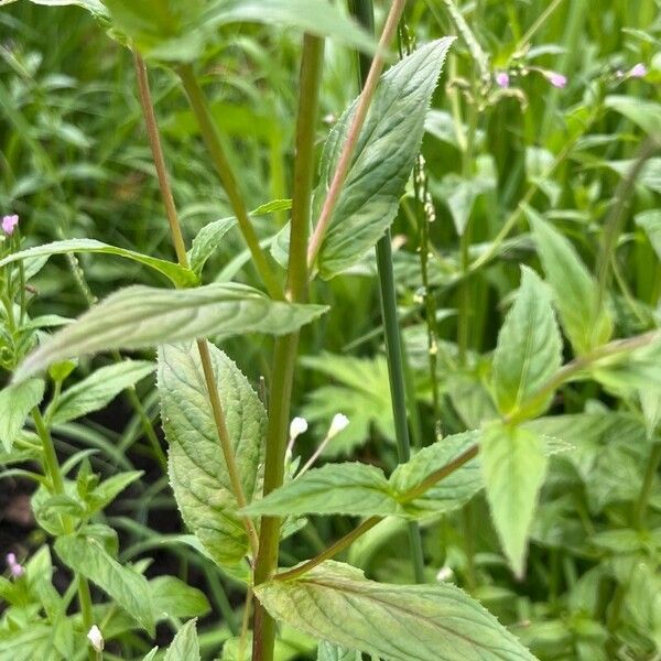 Epilobium roseum Leaf