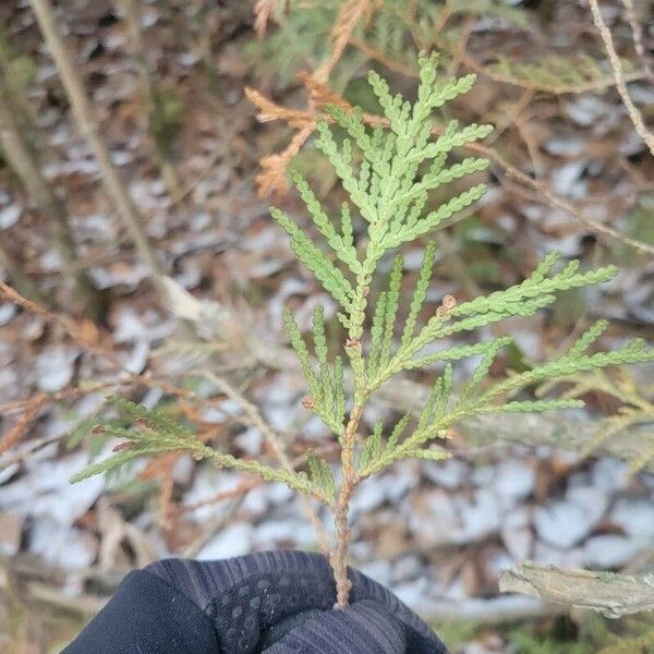 Thuja occidentalis Leaf