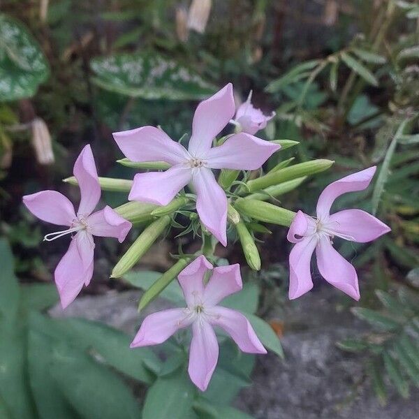 Saponaria officinalis Цвят