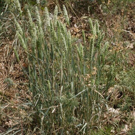 Phleum phleoides Hábito