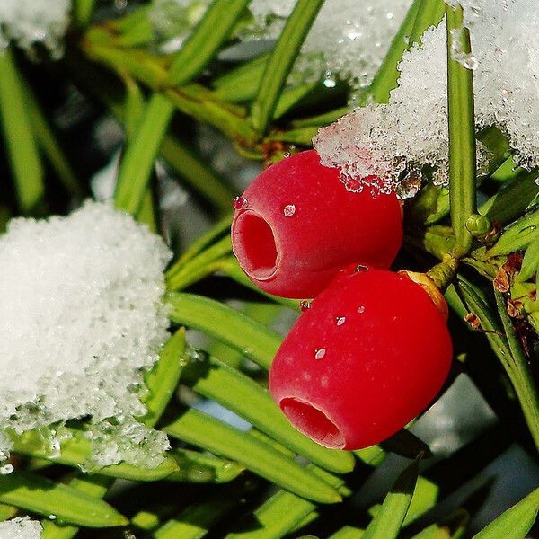 Taxus baccata Frucht