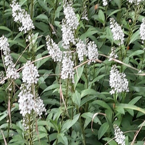 Lysimachia clethroides অভ্যাস