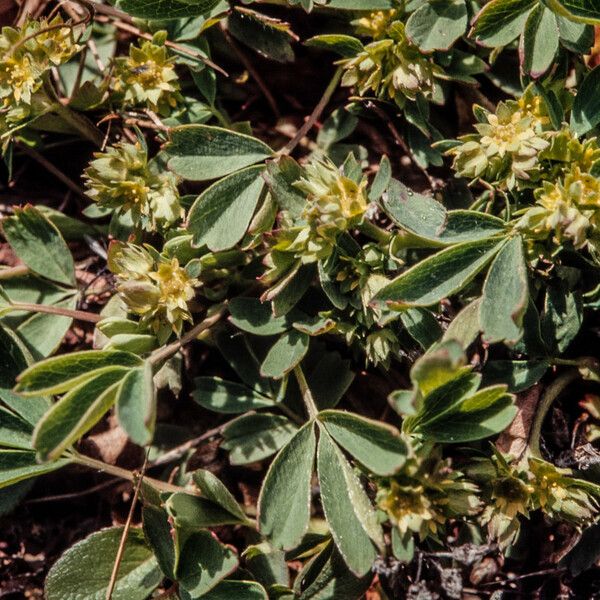 Sibbaldia procumbens Liść