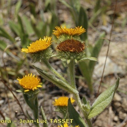 Inula helenioides Habitat