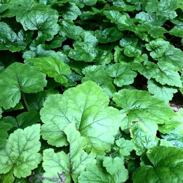 Tellima grandiflora Yaprak