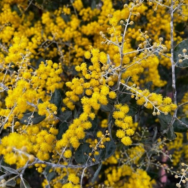 Acacia podalyriifolia Цвят