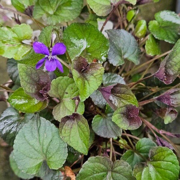 Viola labradorica Habitus