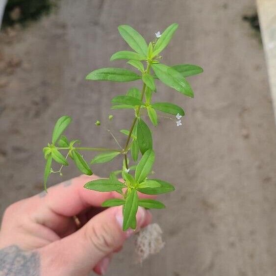 Oldenlandia corymbosa Folla