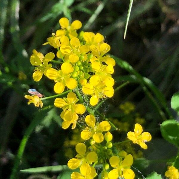 Rorippa sylvestris Flor