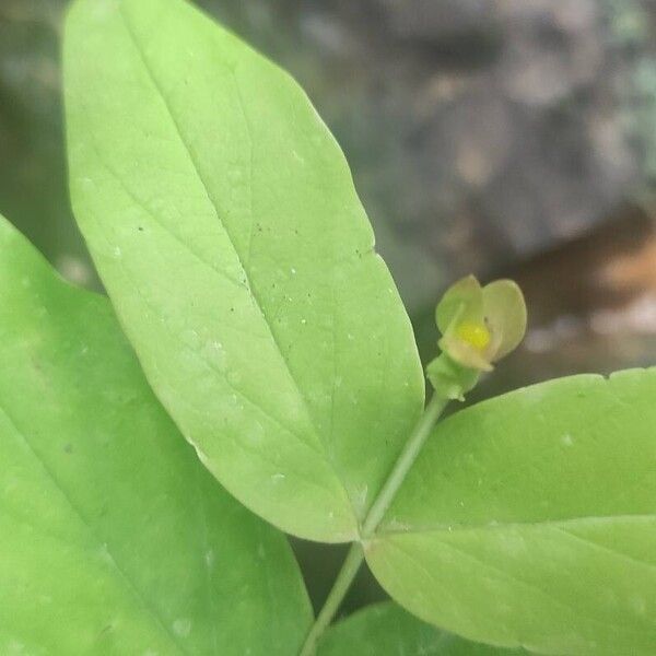 Hypericum androsaemum Kukka