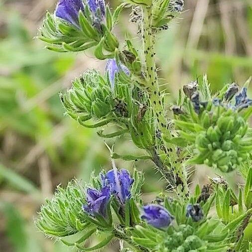 Echium vulgare Flower