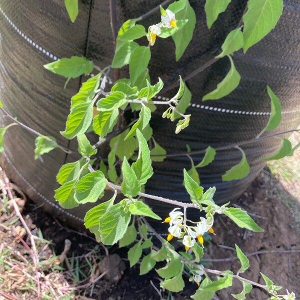 Solanum douglasii Blatt