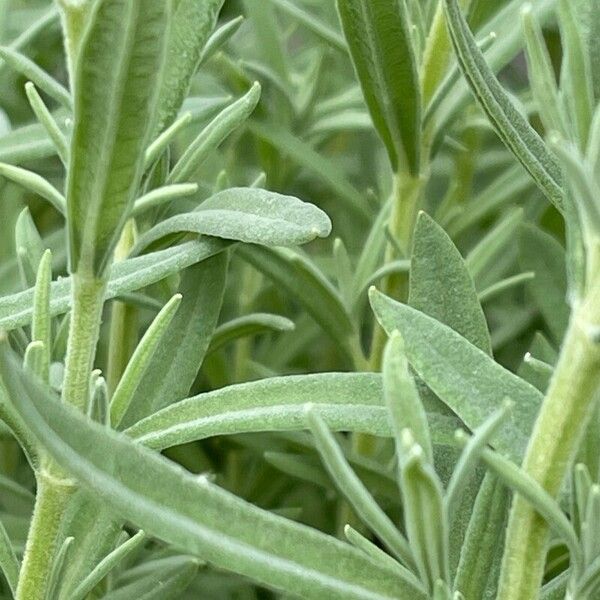 Lavandula stoechas Leaf