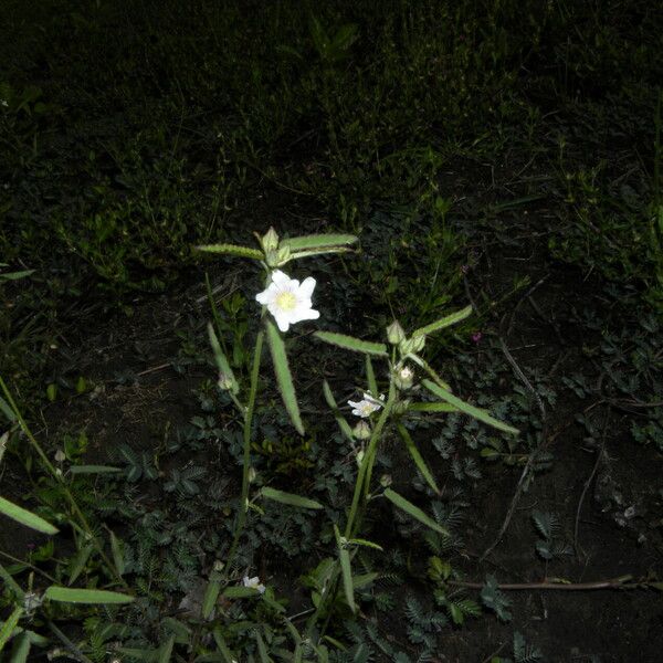 Sida rhombifolia Flower