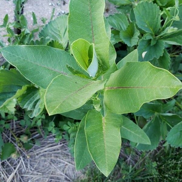 Asclepias viridis পাতা