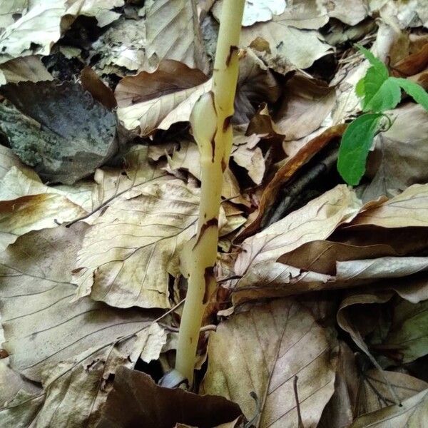 Monotropa hypopitys 树皮