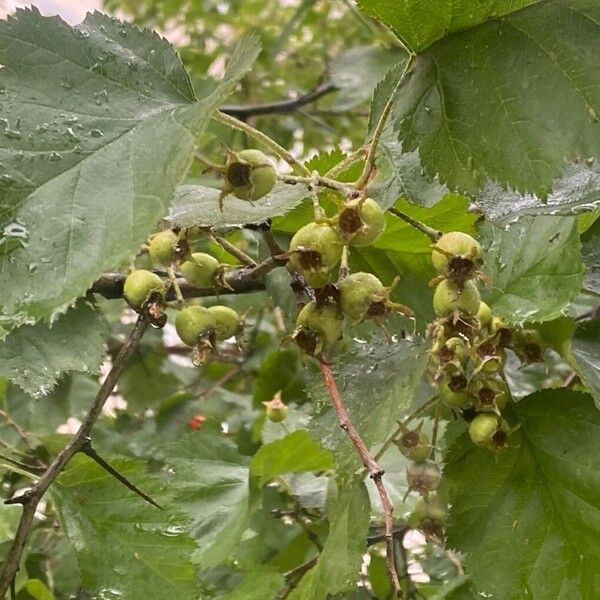 Crataegus submollis 果實