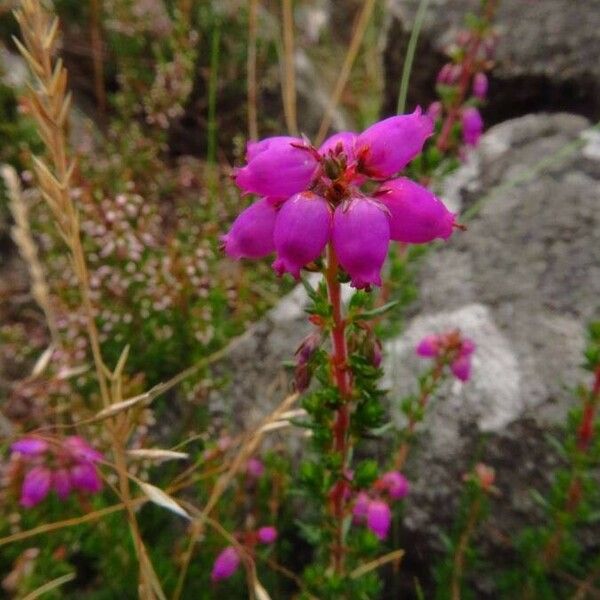 Erica cinerea Flower