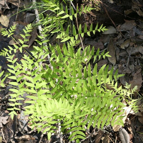 Osmunda spectabilis Feuille