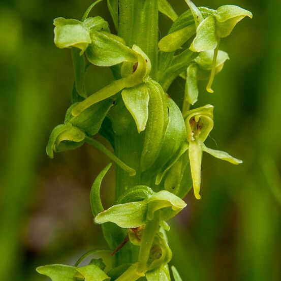 Platanthera stricta Flower