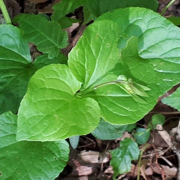 Viola mirabilis Leaf