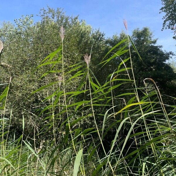 Phragmites australis 葉