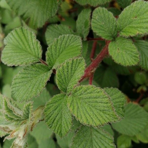 Rubus ellipticus Levél