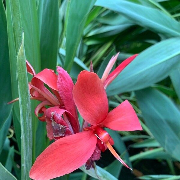 Canna × hybrida Flower