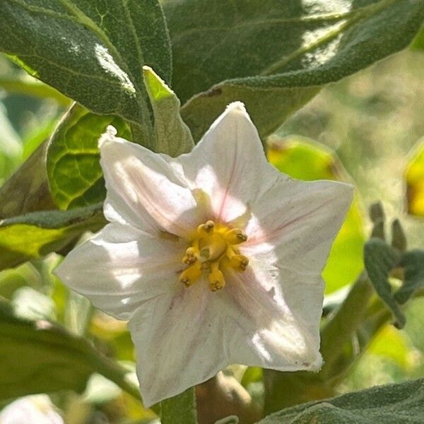 Solanum melongena Flor