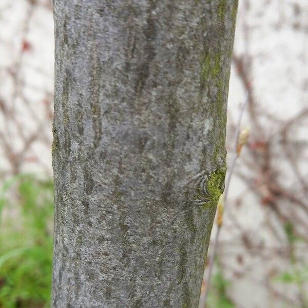 Amelanchier × lamarckii Bark