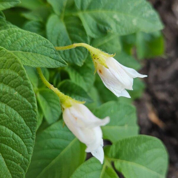 Solanum tuberosum Λουλούδι