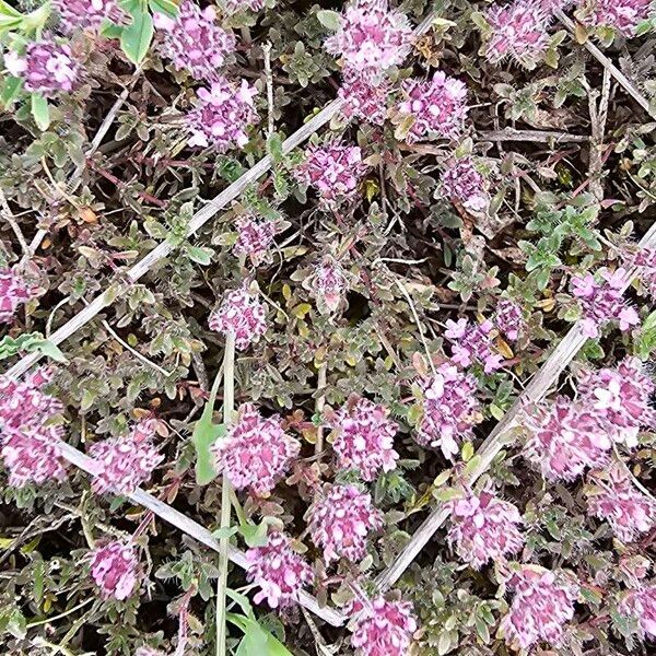 Thymus dolomiticus Flower