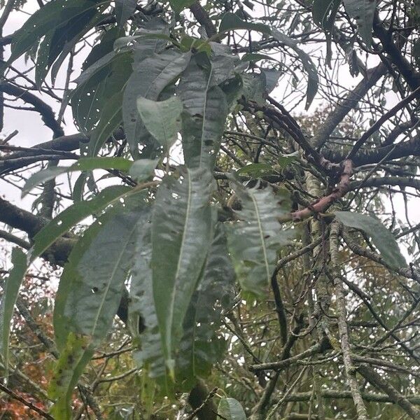 Prunus amygdalus Leaf