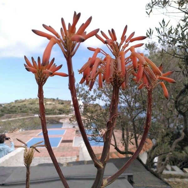 Aloe maculata Flower