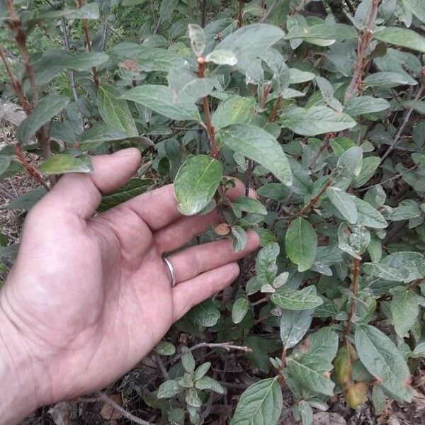 Shepherdia canadensis List